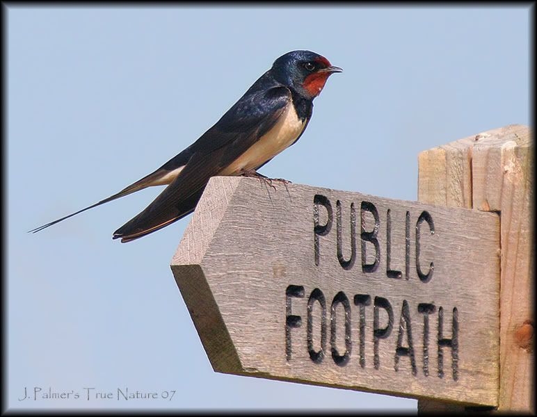 IMAGE: http://i11.photobucket.com/albums/a166/madas/swallowpostcopy.jpg