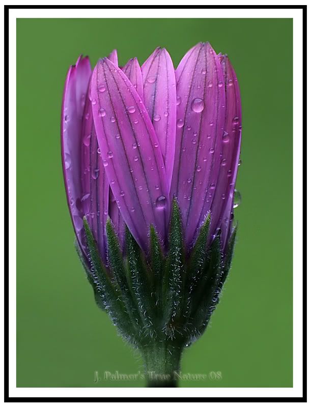 IMAGE: http://i11.photobucket.com/albums/a166/madas/testmacroflowerheadraindropscopy.jpg