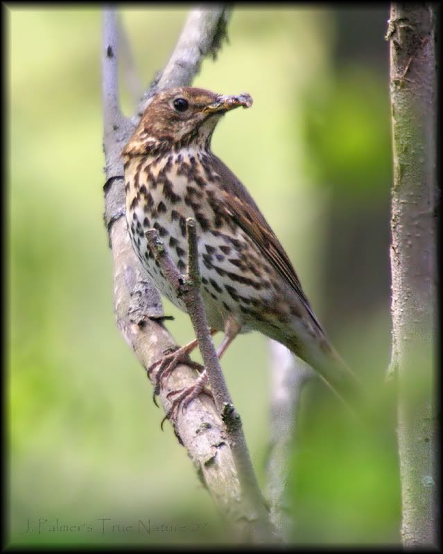 IMAGE: http://i11.photobucket.com/albums/a166/madas/thrushcopy.jpg