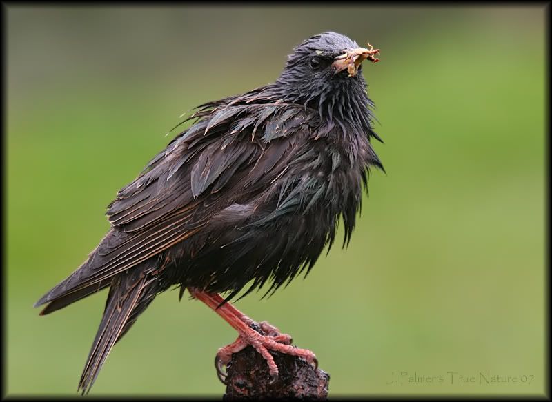 IMAGE: http://i11.photobucket.com/albums/a166/madas/wetstarlingcopy.jpg