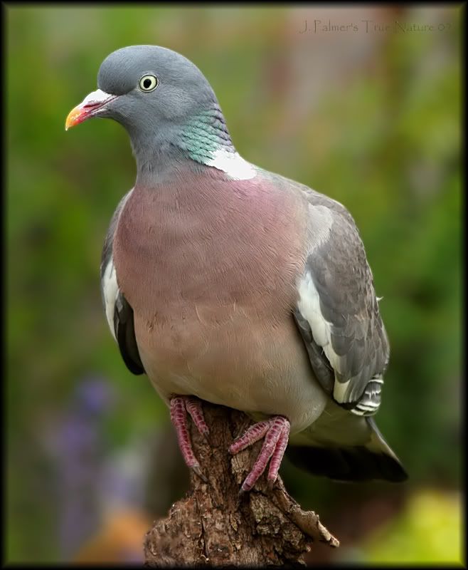 IMAGE: http://i11.photobucket.com/albums/a166/madas/woodpigeon2copy.jpg