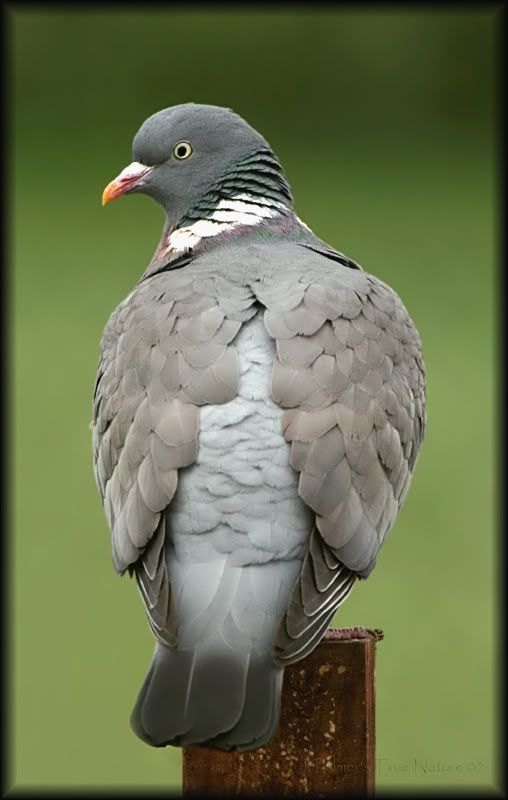 IMAGE: http://i11.photobucket.com/albums/a166/madas/woodpigeoncopy.jpg