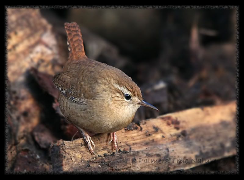 IMAGE: http://i11.photobucket.com/albums/a166/madas/workswrencopy.jpg