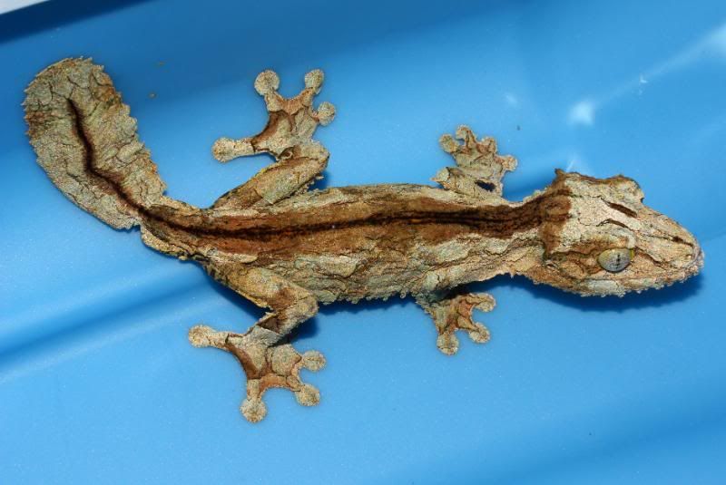 Uroplatus11.jpg
