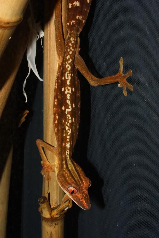 Uroplatus111.jpg
