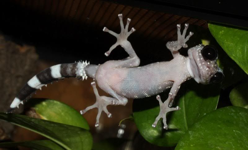 Uroplatus112.jpg