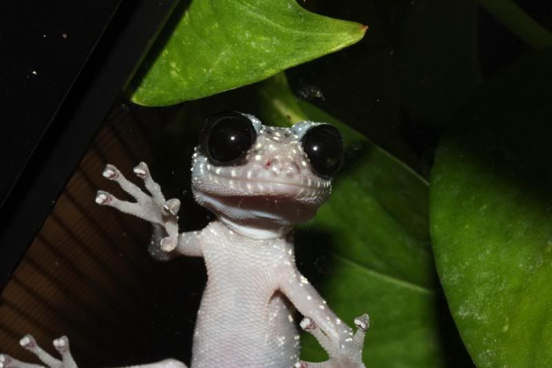 Uroplatus113.jpg