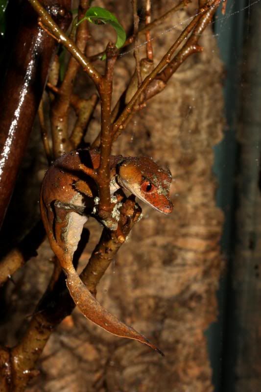 Uroplatus114.jpg