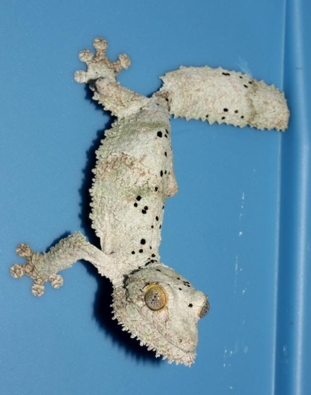 Uroplatus12.jpg