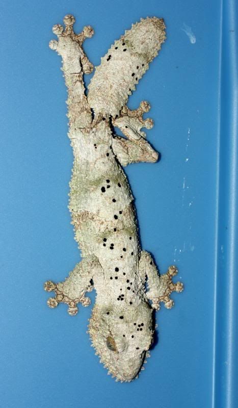 Uroplatus13.jpg