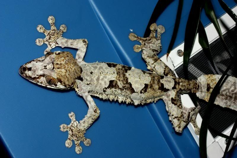 Uroplatus14.jpg