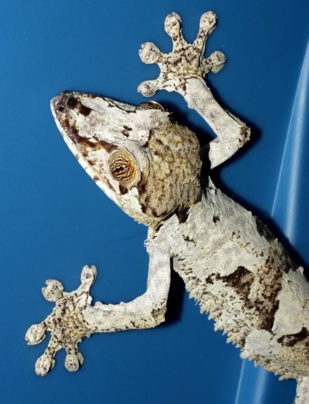 Uroplatus15.jpg