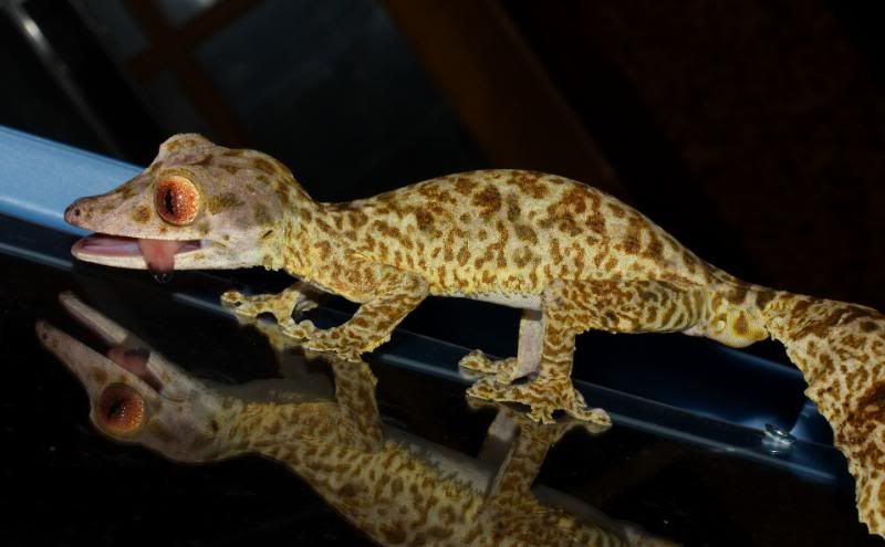Uroplatus16-1.jpg