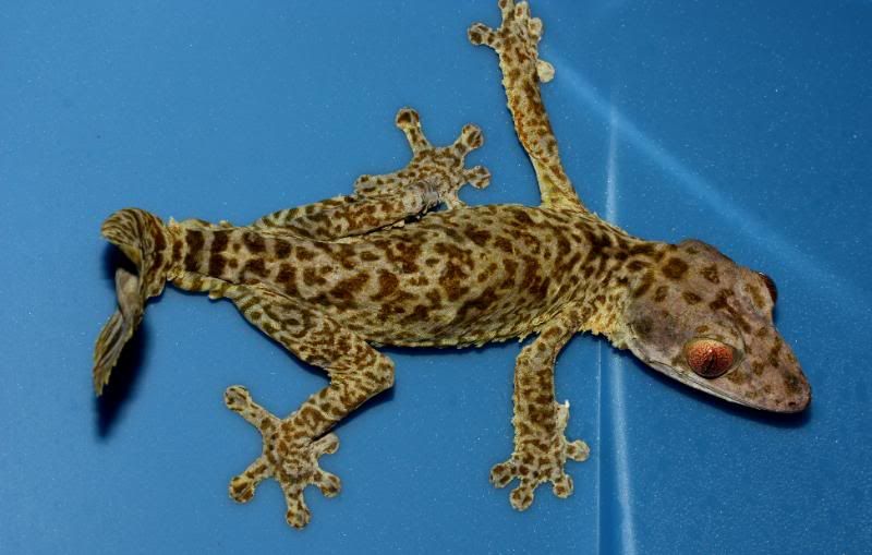 Uroplatus17.jpg