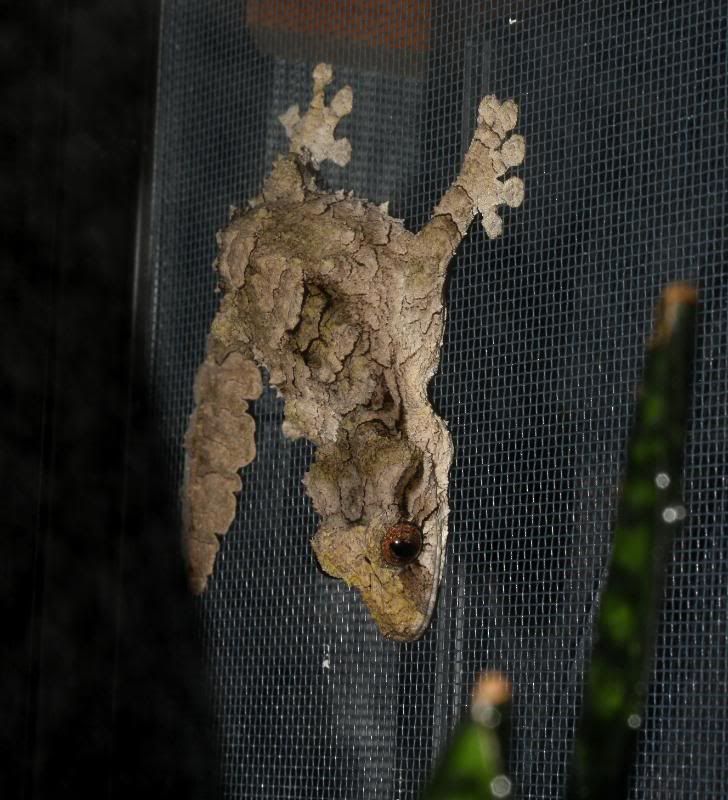 Uroplatus18.jpg
