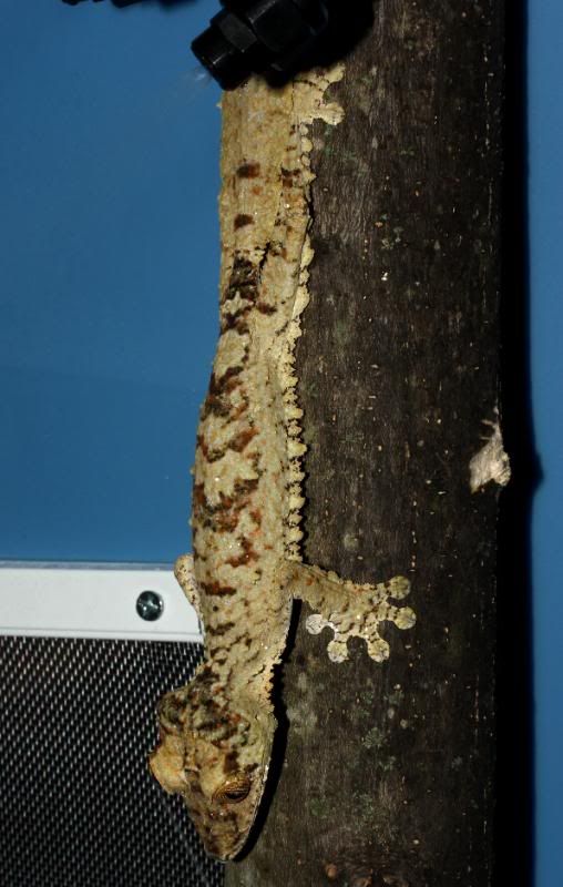 Uroplatus19.jpg