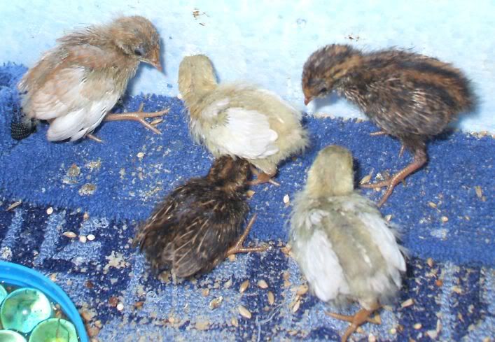 5quails1.jpg