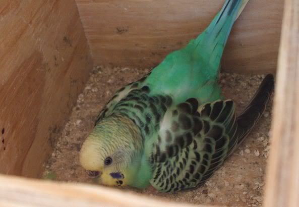 Birdies83.jpg