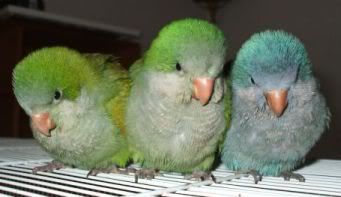 avatarbirds2.jpg