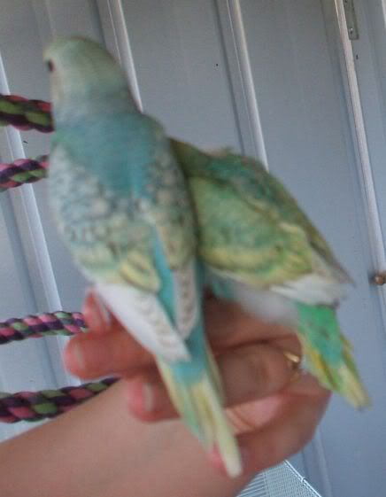 babybudgie38.jpg