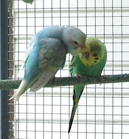 babybudgie42.jpg