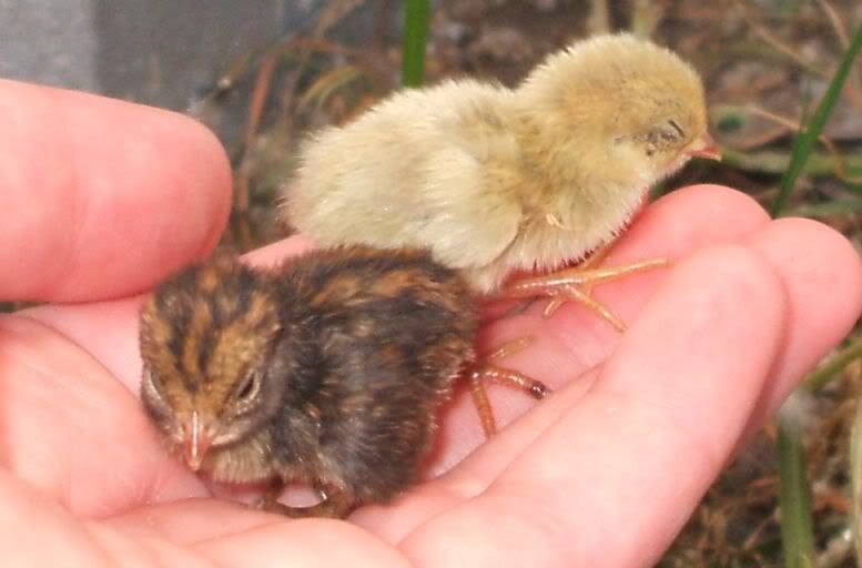 babyquail6.jpg