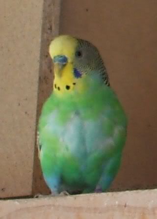 budgie3.jpg