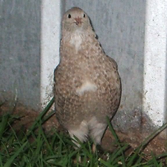 chook1.jpg
