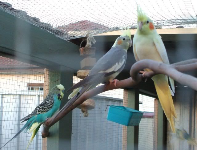 cock4.jpg