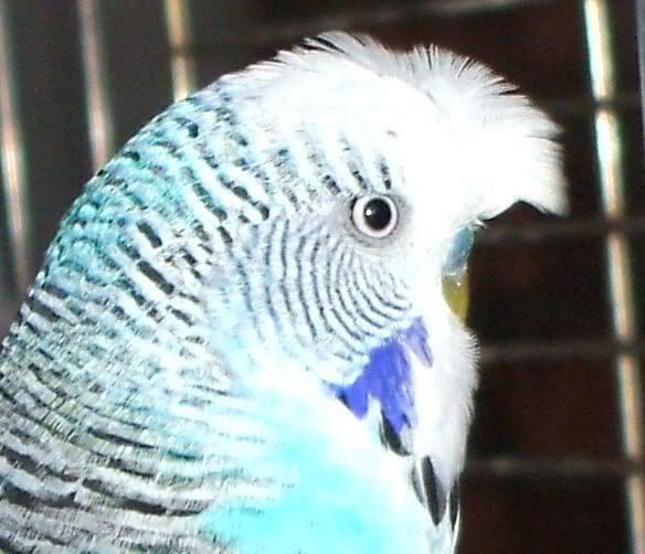 crested4.jpg