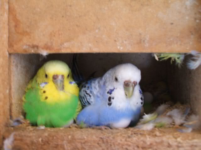 hens10.jpg