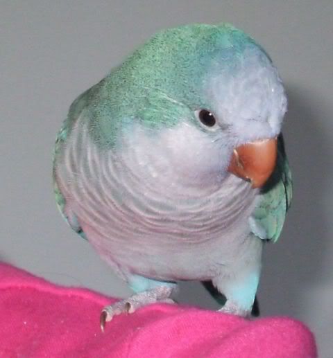 munchie_shoulder3.jpg