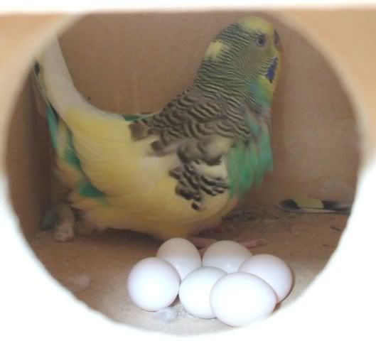 nacho_eggsg.jpg