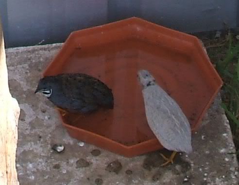 quail_bath.jpg