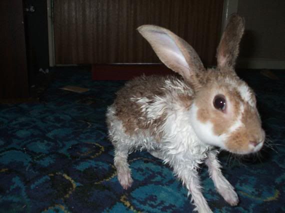 wetbunny.jpg