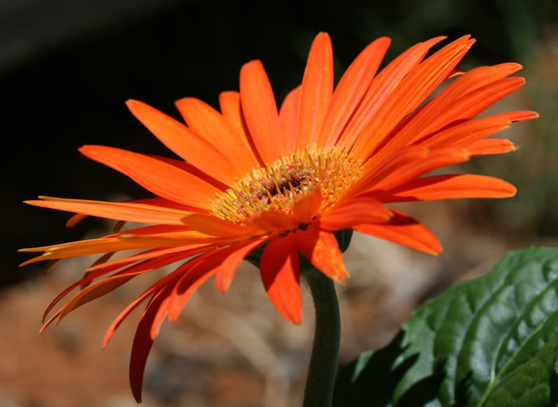 orangeflower1.jpg