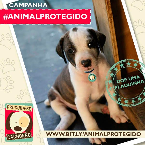  photo campanha-animal-protegido.jpg