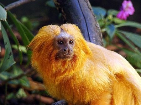 photo Mata-Atlantica-sera-reflorestada-e-pode-salvar-mico-leao-dourado-Imagem-viarural.jpg