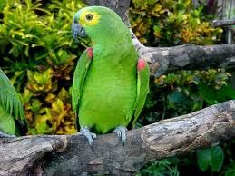 Papagaio photo images-1.jpg