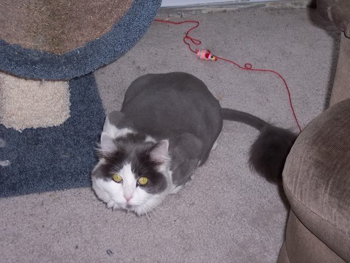 Kitty\'s haircut