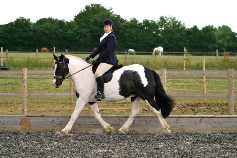 Cob Horse Jumping