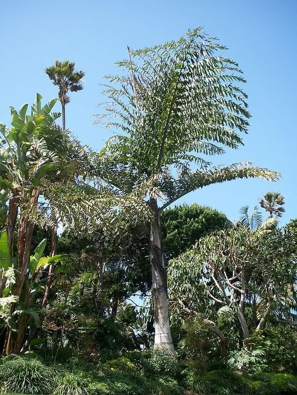 Caryota2-1.jpg