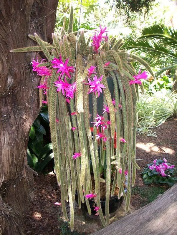 cactusflowers.jpg