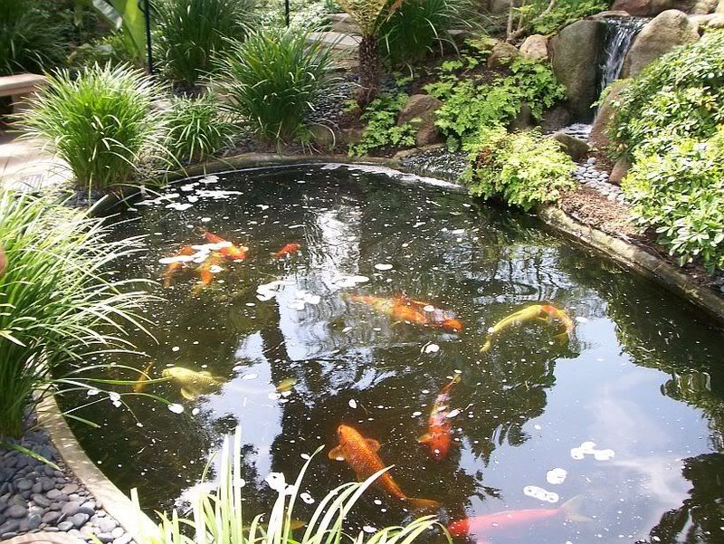 koi1.jpg