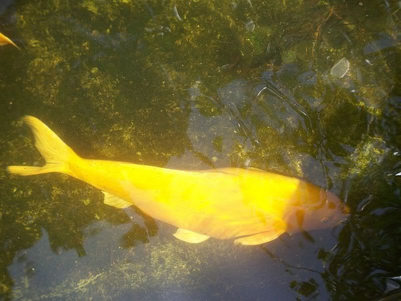 koi2.jpg