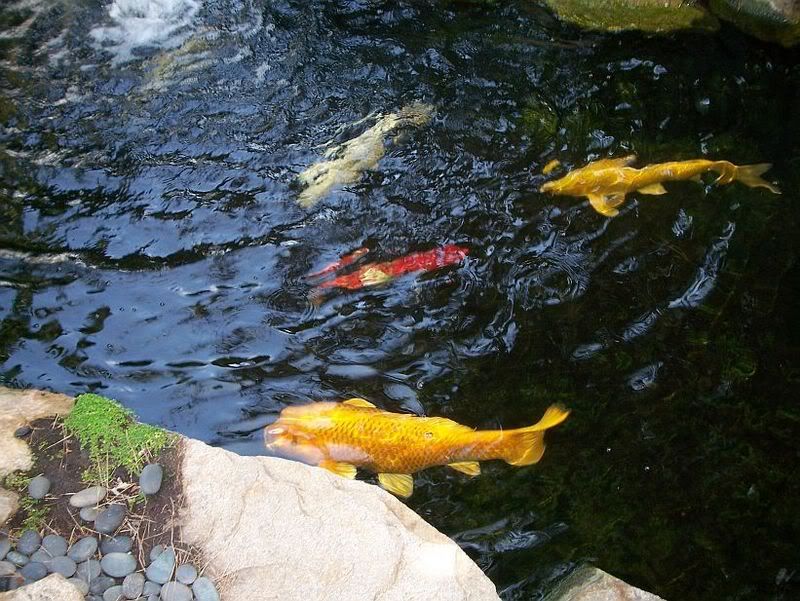koi3.jpg