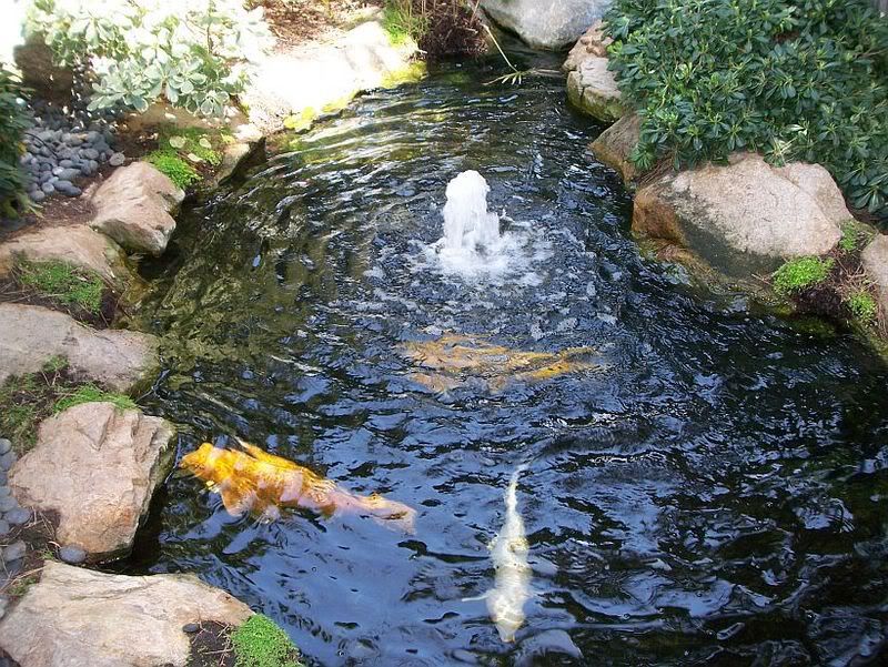 koi4.jpg