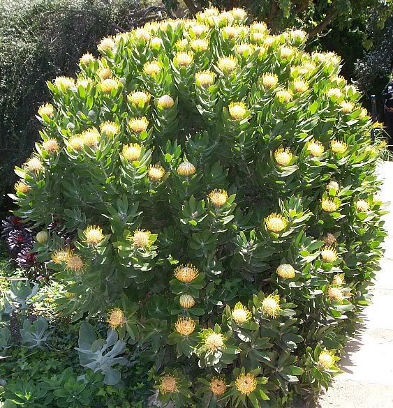 protea1.jpg