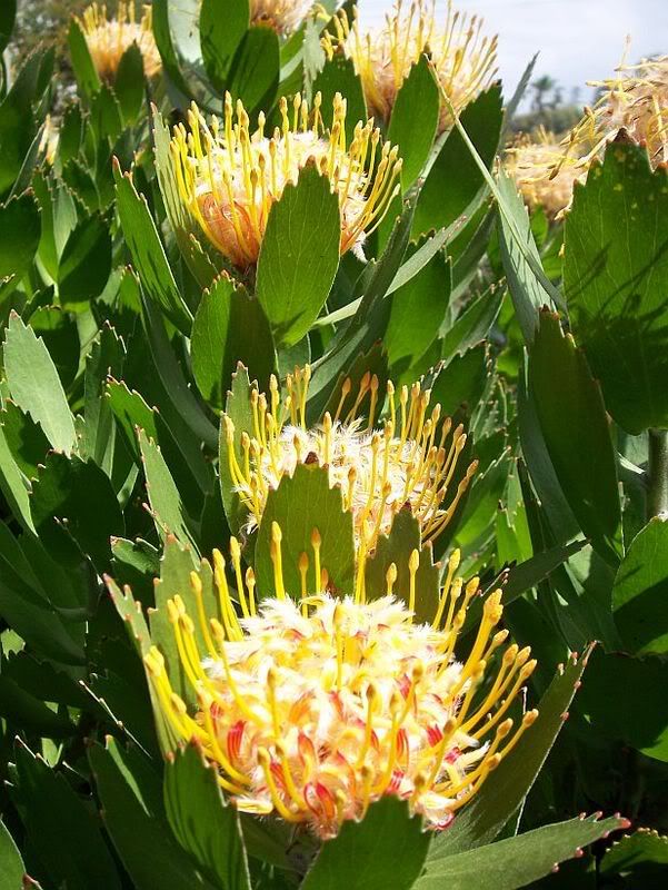 protea2.jpg