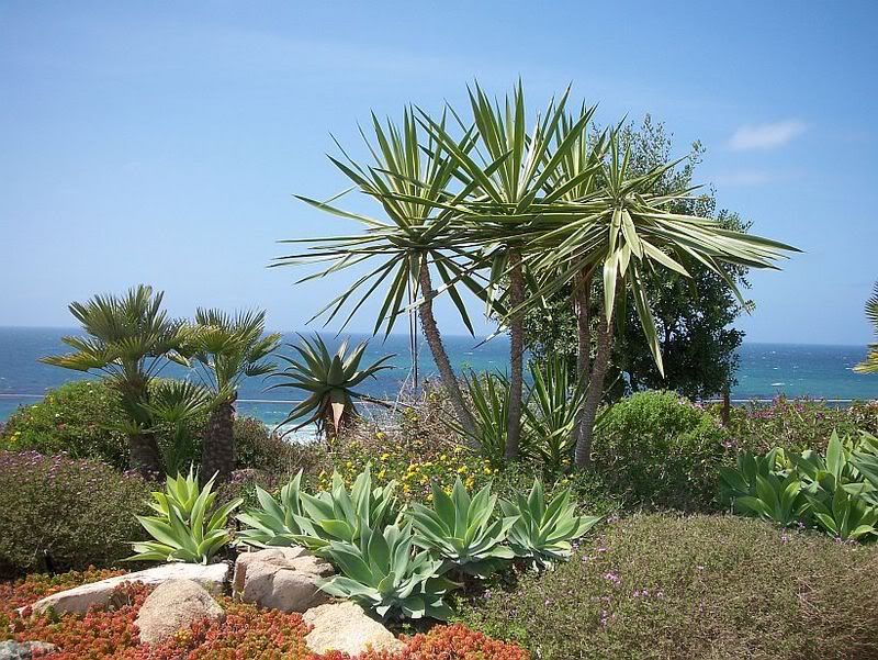 succulentview.jpg